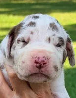 Marcus - Chocolate Harlequin, a male Great Dane for sale in Albion, IL – 1 of 4