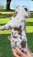 Miley - Chocolate Harlequin, a female Great Dane for sale in Albion, IL – 3 of 4