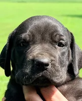 Olive - Black, a female Great Dane for sale in Albion, IL – 2 of 4