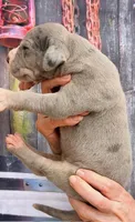 Levi - Blue Mantle Merle, a male Great Dane for sale in Albion, IL – 4 of 4