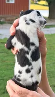 Quella - Black Harlequin, a female Great Dane for sale in Albion, IL – 2 of 2