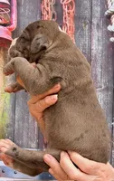 Lynda - Black Mantle Merle, a female Great Dane for sale in Albion, IL – 4 of 4
