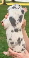 Niko - Blue Harlequin, a female Great Dane for sale in Albion, IL – 2 of 2