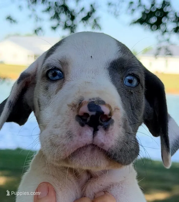 Seth - Blue Harlequin – Great Dane puppy for sale in Albion, IL