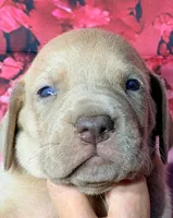 Gary - Lilac, a male Great Dane for sale in Albion, IL – Photo 1 of 2