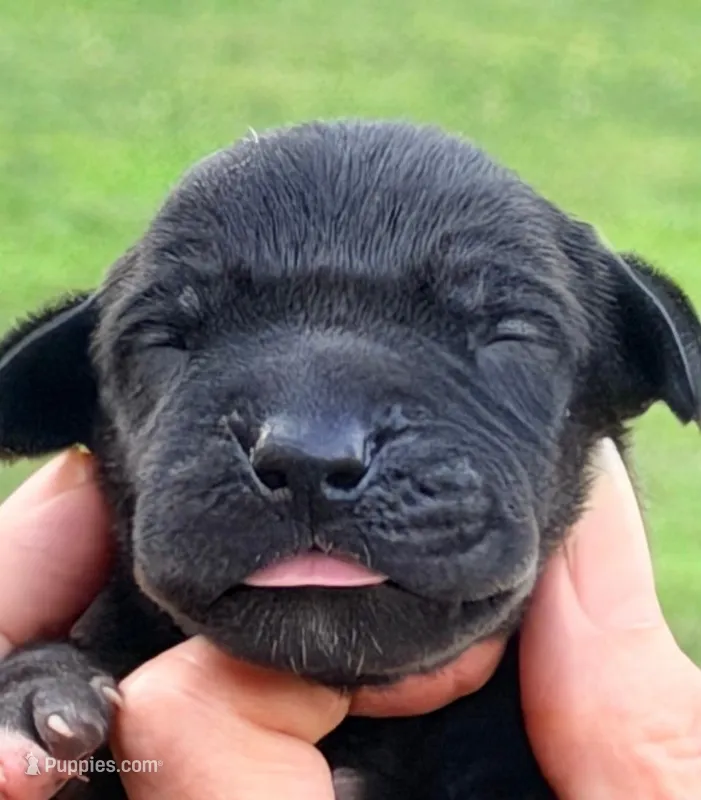 Olive - Black – Great Dane puppy for sale in Albion, IL