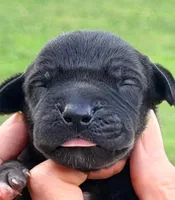 Olive - Black, a male Great Dane for sale in Albion, IL – 1 of 2