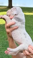 Millie - Lilac Merle, a female Great Dane for sale in Albion, IL – 3 of 4