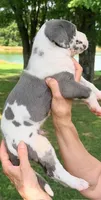 Shane - Blue Harlequin, a male Great Dane for sale in Albion, IL – 2 of 4