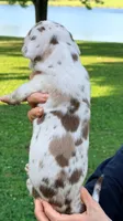 Marcus - Chocolate Harlequin, a male Great Dane for sale in Albion, IL – 4 of 4