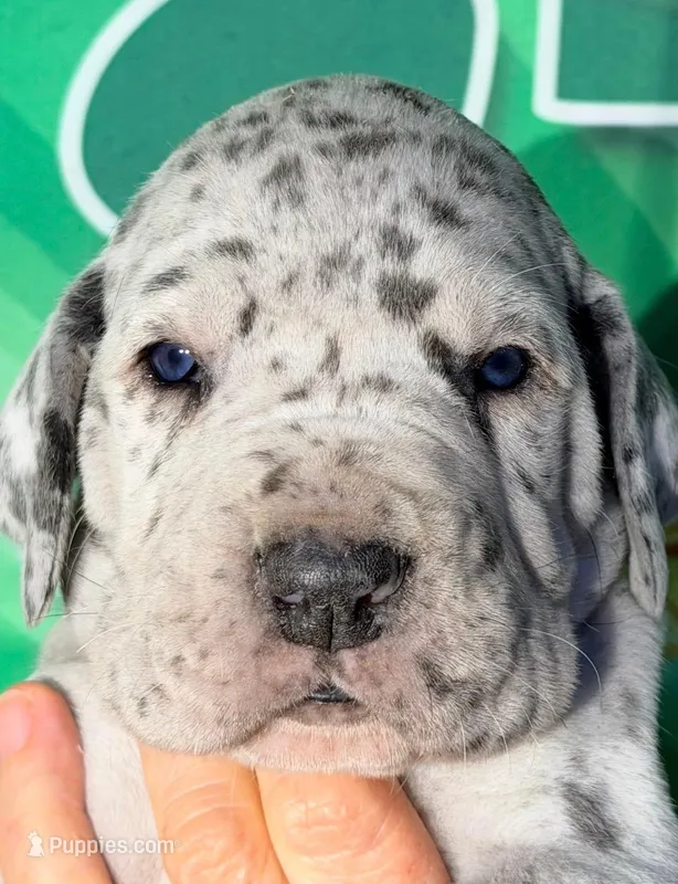 Herman - Blue Merle, a male Great Dane for sale in Albion, IL – Photo 1 of 2