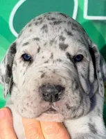 Herman - Blue Merle, a male Great Dane for sale in Albion, IL – Photo 1 of 2
