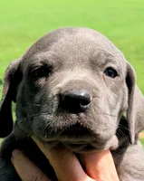Oprah - Blue, a female Great Dane for sale in Albion, IL – 1 of 2