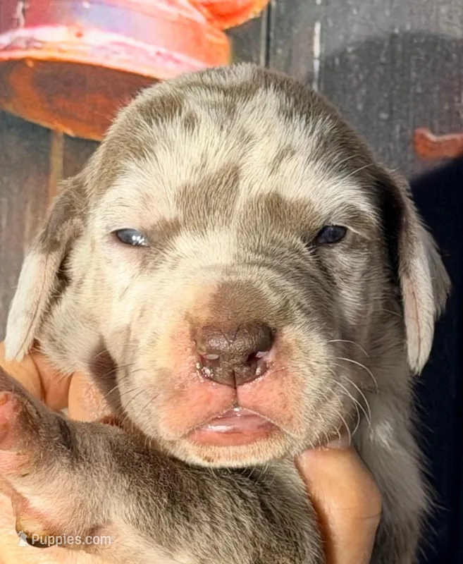 Kim - Lilac Harlequin – Great Dane puppy for sale in Albion, IL