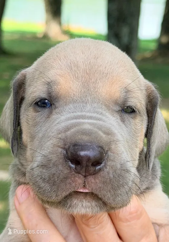 Steve - Blue Fawn – Great Dane puppy for sale in Albion, IL