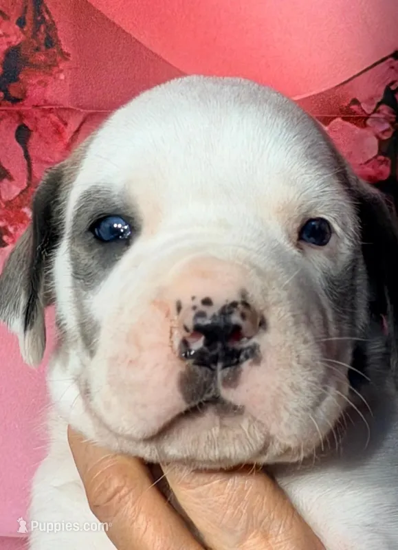 Freddie - Blue Brindle Harlequin