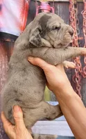 Lana - Blue Merle, a female Great Dane for sale in Albion, IL – 2 of 4