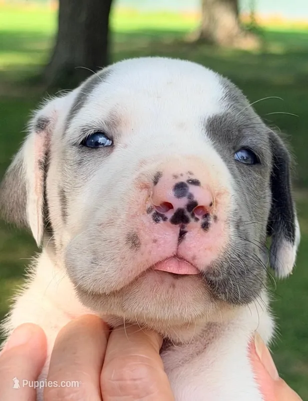 Seth - Blue Harlequin – Great Dane puppy for sale in Albion, IL