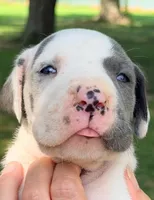Seth - Blue Harlequin, a male Great Dane for sale in Albion, IL – 1 of 4