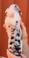 Fiona - Black Mantle Merle, a female Great Dane for sale in Albion, IL – 2 of 2