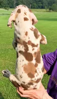 Marcus - Chocolate Harlequin, a male Great Dane for sale in Albion, IL – 4 of 4