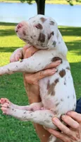 Marcus - Chocolate Harlequin, a male Great Dane for sale in Albion, IL – 3 of 4