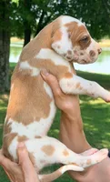 Ted - Fawn Harlequin, a male Great Dane for sale in Albion, IL – 4 of 5