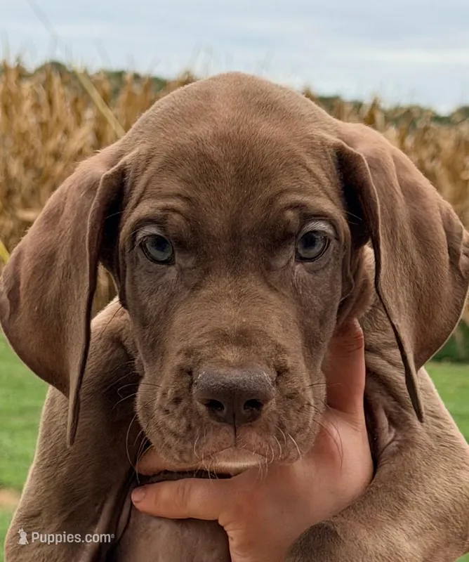 Tyler - Chocolate – Great Dane puppy for sale in Albion, IL