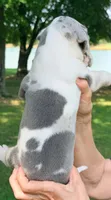 Sally - Blue Harlequin, a female Great Dane for sale in Albion, IL – 4 of 4