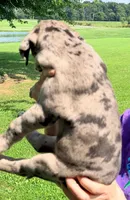 Nancy - Black Merle, a female Great Dane for sale in Albion, IL – 2 of 4