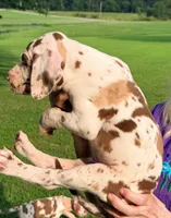 Marcus - Chocolate Harlequin, a male Great Dane for sale in Albion, IL – 3 of 4
