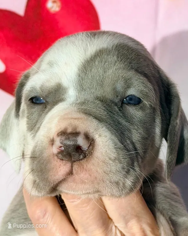 Isabel - Lilac Harlequin