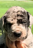 Quincy - Black Merle, a male Great Dane for sale in Albion, IL – 1 of 3