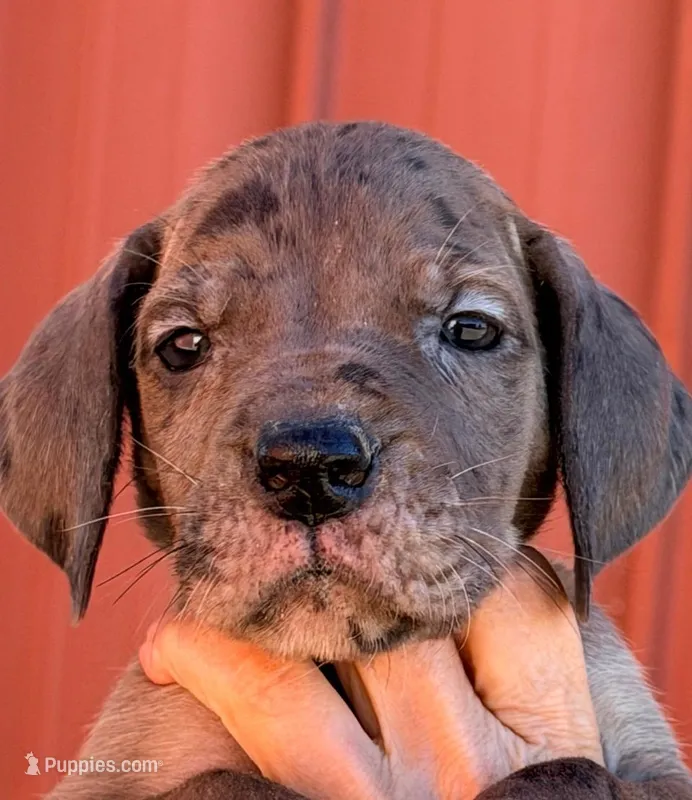 William - Chocolate Merle – Great Dane puppy for sale in Albion, IL