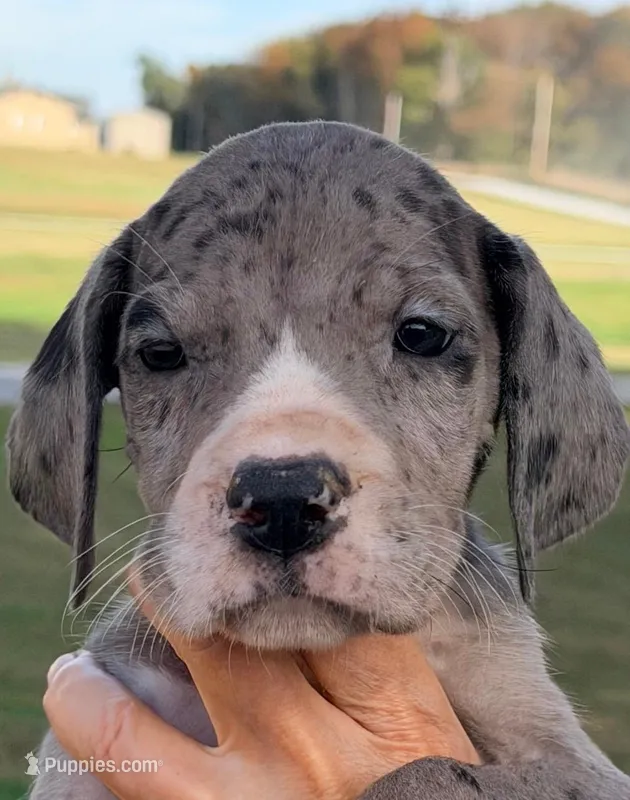 Winnie - Black Mantle Merle – Great Dane puppy for sale in Albion, IL