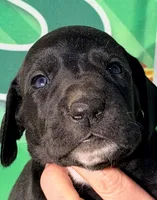 Jaxson - Black, a male Great Dane for sale in Albion, IL – Photo 1 of 2