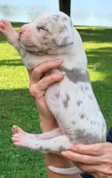 Miles - Lilac Harlequin, a male Great Dane for sale in Albion, IL – 2 of 4
