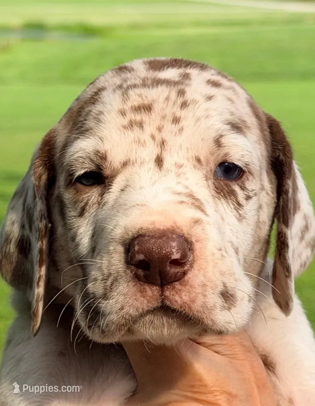 Perry - Chocolate Merle – Great Dane puppy for sale in Albion, IL