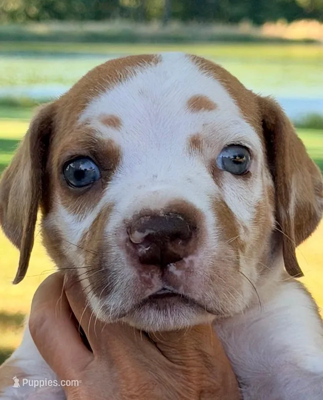 Troy - Fawn Harlequin – Great Dane puppy for sale in Albion, IL