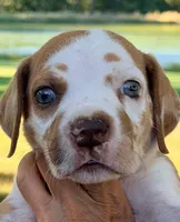 Troy - Fawn Harlequin, a male Great Dane for sale in Albion, IL – 1 of 5