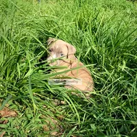 Timber, a male American Bully for sale in Holly Ridge, NC – 4 of 6