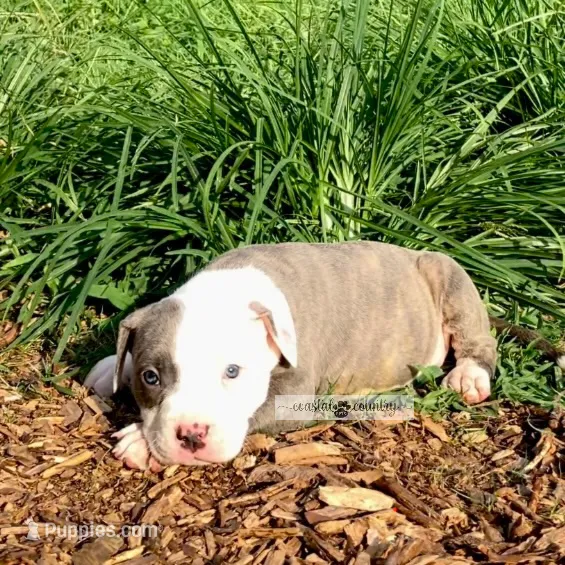 Tank – American Bully puppy for sale in Holly Ridge, NC