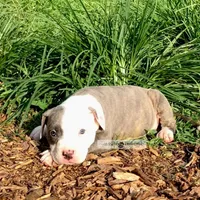 Tank, a male American Bully for sale in Holly Ridge, NC – 1 of 5