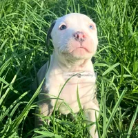 Yeti, a male American Bully for sale in Holly Ridge, NC – 1 of 5
