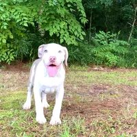 Lilly, a female American Bully for sale in Holly Ridge, NC – 2 of 8