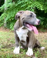 Timber, a male American Bully for sale in Holly Ridge, NC – 4 of 10