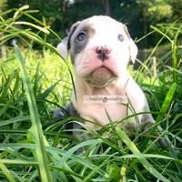 Tank, a male American Bully for sale in Holly Ridge, NC – 2 of 5