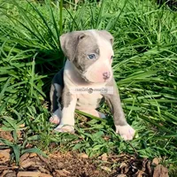 Holly, a female American Bully for sale in Holly Ridge, NC – 3 of 5