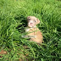 Timber, a male American Bully for sale in Holly Ridge, NC – 3 of 6