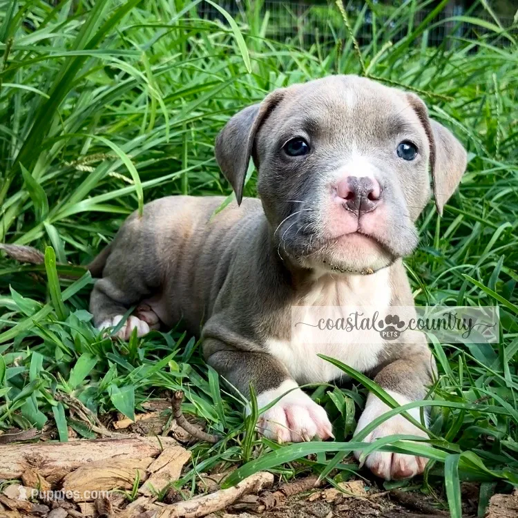 Timber – American Bully puppy for sale in Holly Ridge, NC